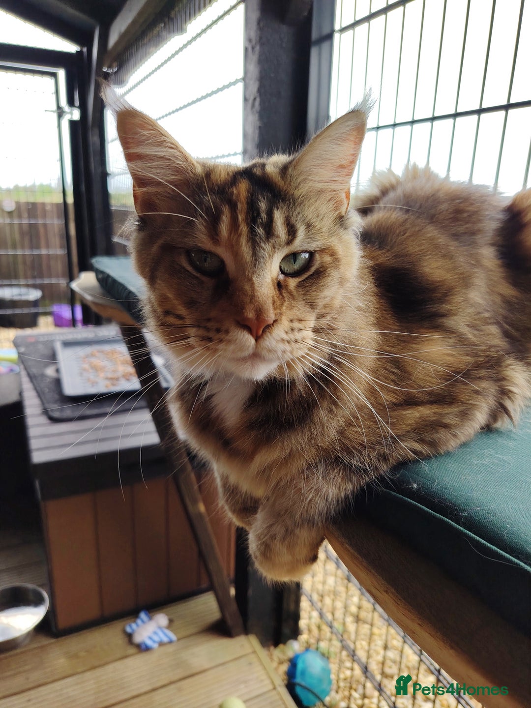 Maine Coon cats for sale: Pure Mainecoon boy Fun, intelligent, home raised. - Image 18
