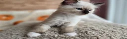 Ragdoll cats for sale: Pure Ragdoll Kittens  - Advert 13