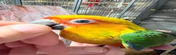Conures birds for sale: Hand Reared Jenday Conures  in Scunthorpe - Advert 4