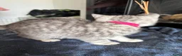British Shorthair cats for sale: Tabby/spotted BSH kittens - Advert 21
