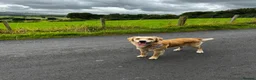 Golden Retriever dogs for sale: ✨EXCEPTIONAL KC GOLDEN RETRIEVER PUPPIES✨ - Advert 9