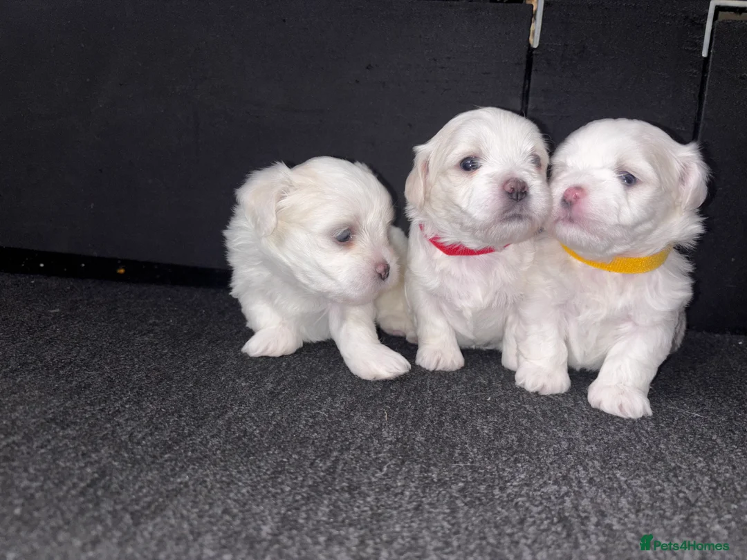 Maltese dogs for sale: Maltese puppies for sale - Advert 9
