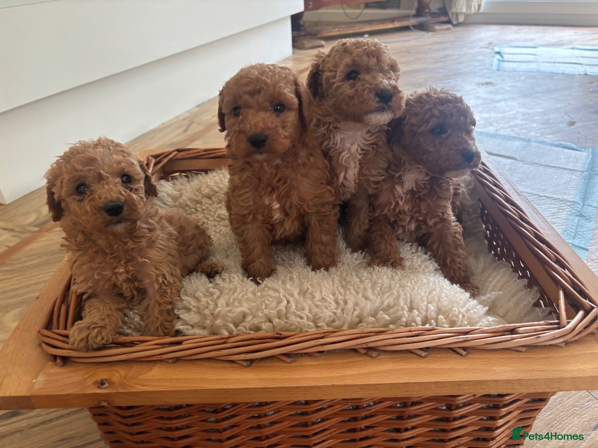 Cockapoo dogs Beautiful litter of Cockapoos for sale  - Advert 14