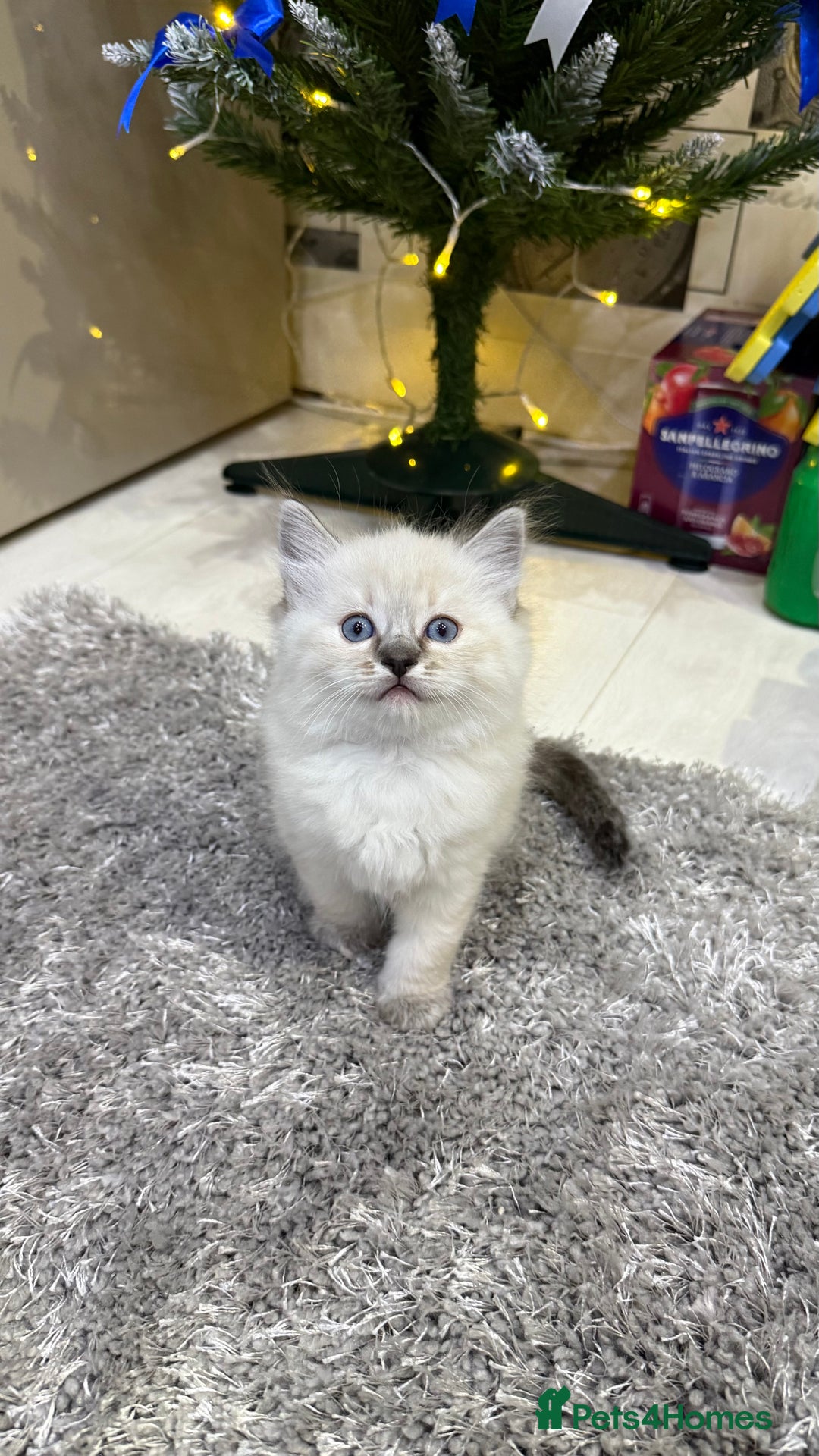 Ragdoll cats for sale: Beautiful Ragdoll Kittens for Sale – 2Boys&2Girls - Advert 4