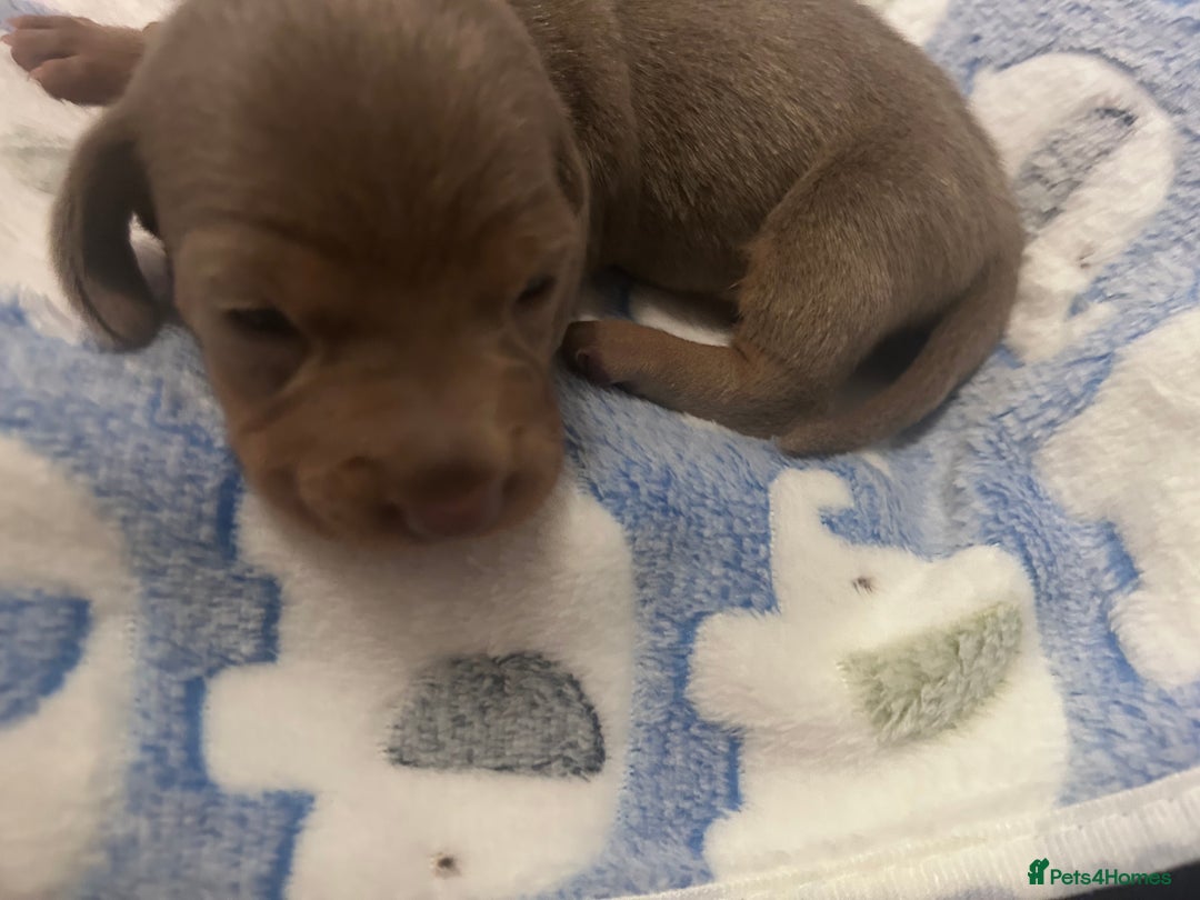 Dachshund dogs for sale: mini dachshunds 🐶 💚 - Advert 2