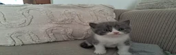Mixed Breed cats for sale: Mixed Breed (British Shorthair/Domestic) - Advert 8