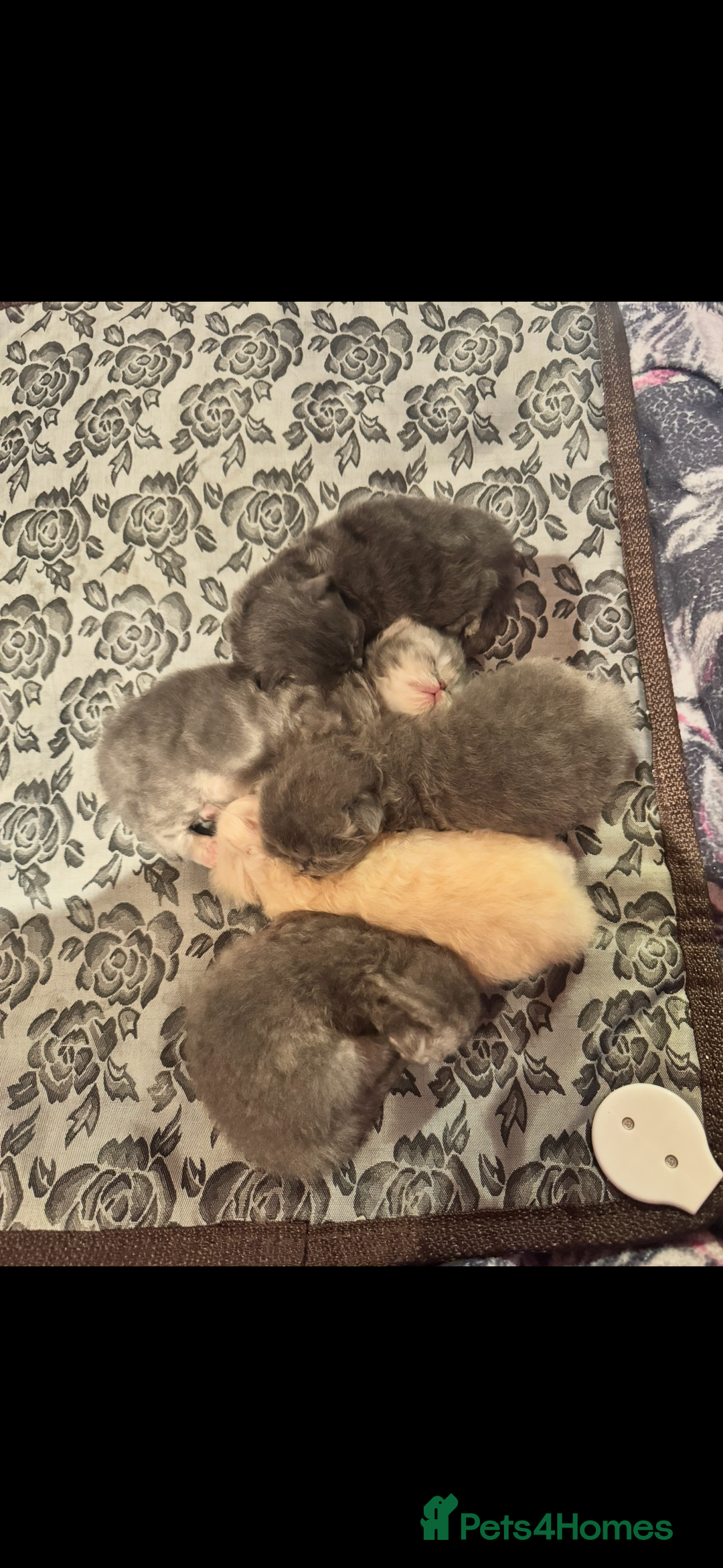 Maine Coon cats for sale: Main coon adorable kittens  - Advert 40