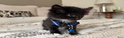 Mixed Breed cats for sale: Cute tuxedo kittens.   - Advert 8