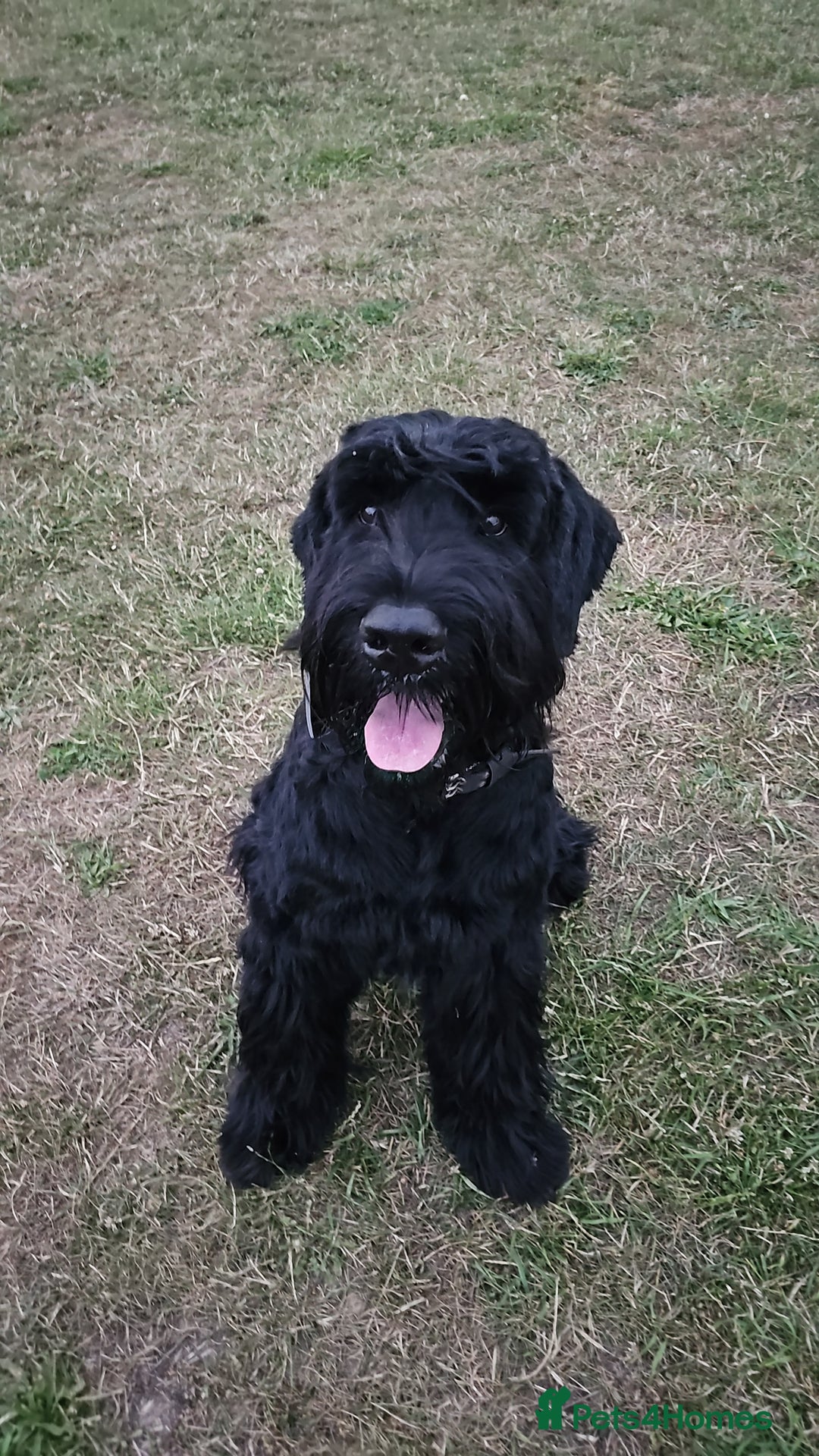 Giant Schnauzer dogs for stud: Giant Schnauzer for stud - Image 6