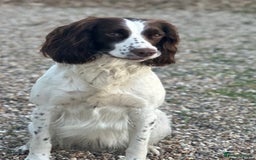 Springador dogs for sale: Springador Puppies - Image 11