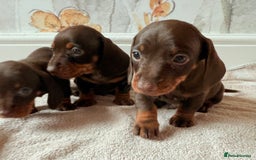 Miniature Dachshund dogs for sale: Quality miniature dachshund puppies  - Image 24