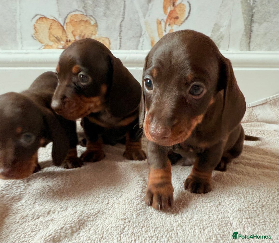 Miniature Dachshund dogs for sale: Quality miniature dachshund puppies  - Image 24