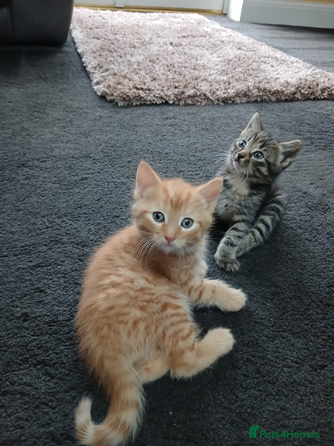 British Shorthair cats for sale: 3 beautiful kittens looking for forever home. - Advert 5