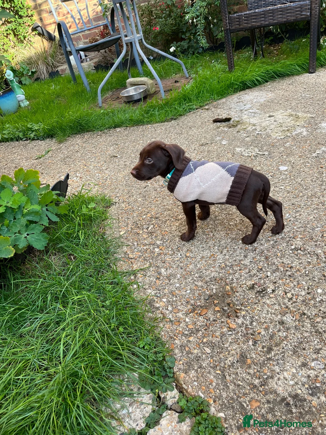 Cocker Spaniel dogs for sale: Cocker spaniel puppy in Tonbridge - Advert 2