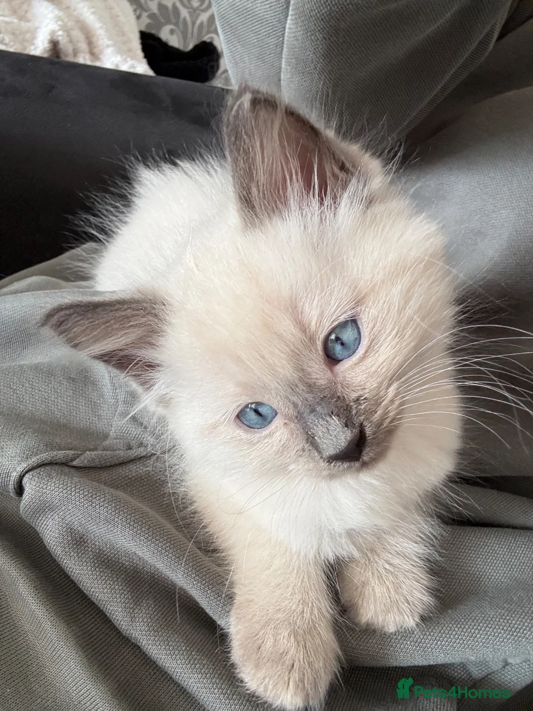Ragdoll cats for sale: Beautiful little ragdoll boy  in Lancaster - Advert 5