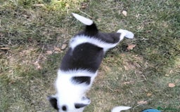 Border Collie dogs for sale: Adorable Border collie pups - Image 9