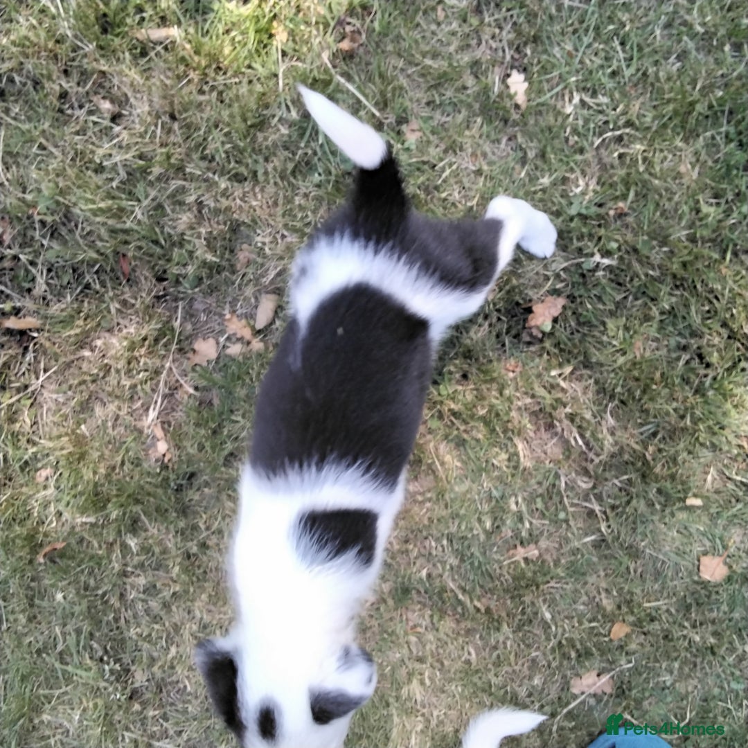 Border Collie dogs for sale: Adorable Border collie pups - Image 9