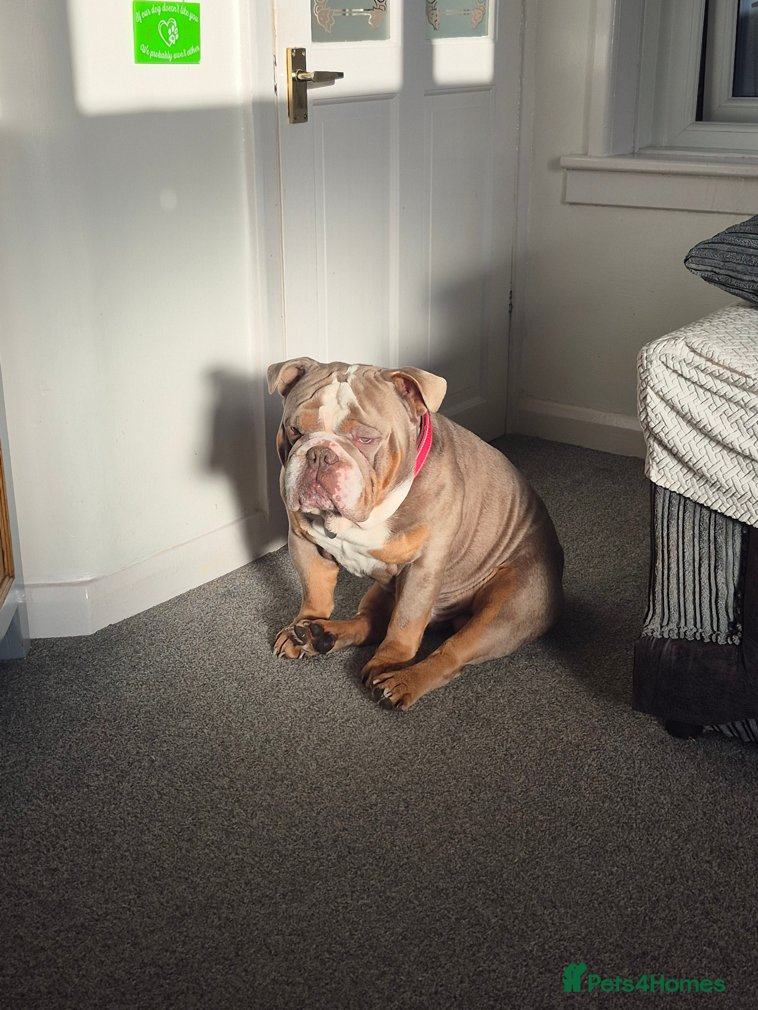 English Bulldog dogs 5yo Pedigree Lilac Tri Bulldog  in Exeter - Advert 1