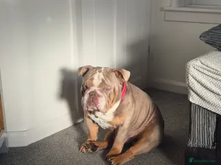 English Bulldog dogs 5yo Pedigree Lilac Tri Bulldog in Exeter - Advert 1