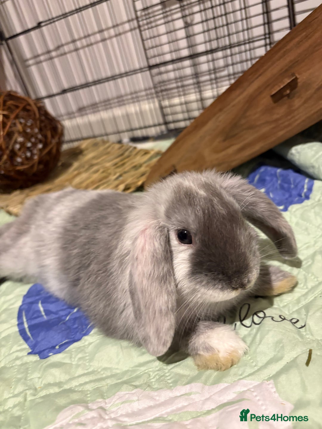 Mini Lion Lop rabbits for sale: one female mini lion lop for sale  - Advert 4