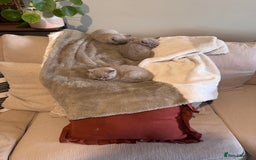 British Shorthair cats for sale: British shorthair female  kittens  - Image 14