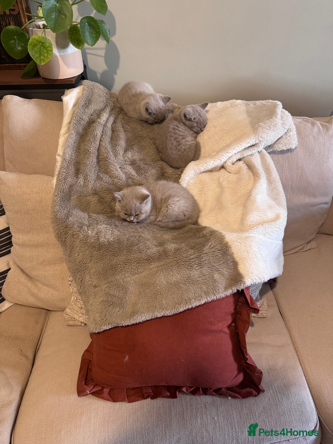 British Shorthair cats for sale: British shorthair female  kittens  - Image 14