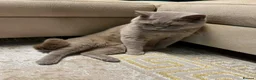 British Shorthair cats for sale: Teddy - British Shorthair Neutered Male-NO Offers - Advert 6