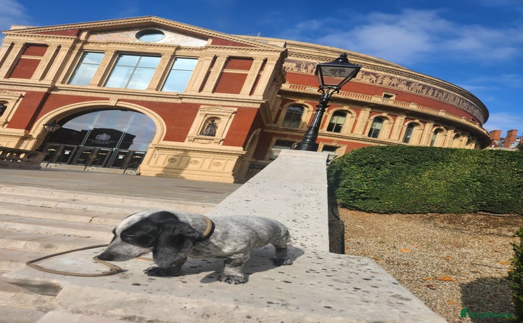 Dachshund dogs - Advert 5