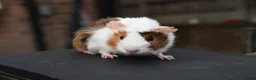 Guinea Pig rodents for sale: Baby Guinea Pigs Looking For New Homes - Advert 6