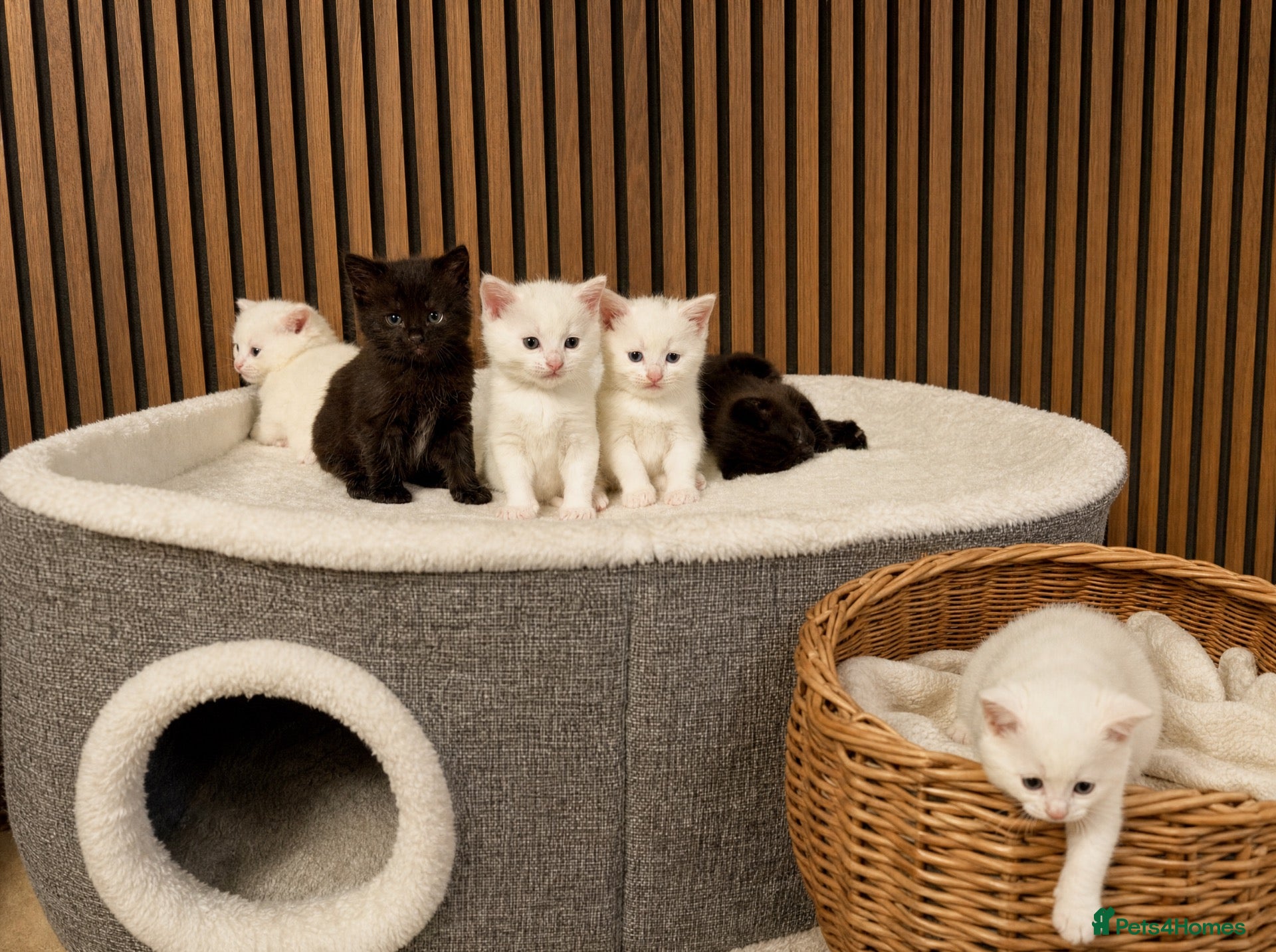 British Longhair cats 6 Fluffy White or Black Kittens | Ready to go! - Advert 1