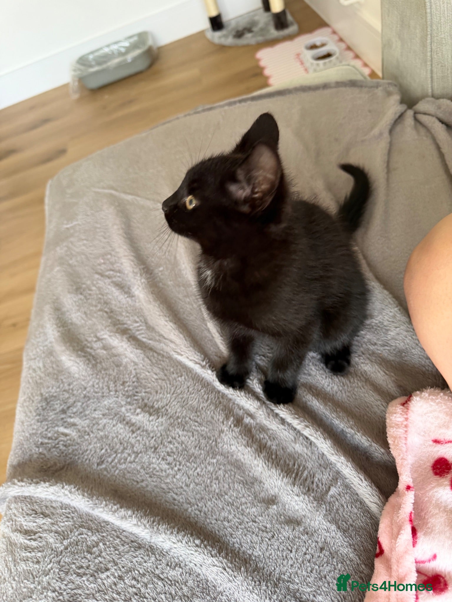 Mixed Breed cats Black tabby and British short hair mix - Advert 2