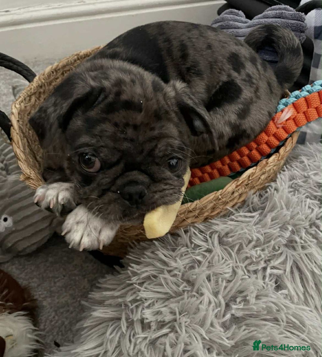 Pug dogs for sale: Loving Home Needed for Our Beautiful Puppy –Albert - Advert 7
