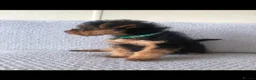 Welsh Terrier dogs for sale: Welsh terrier puppies  - Advert 3