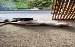 Mixed Breed cats for sale:  Blue eyes Flower pattern mark unique kitten  - Image 18