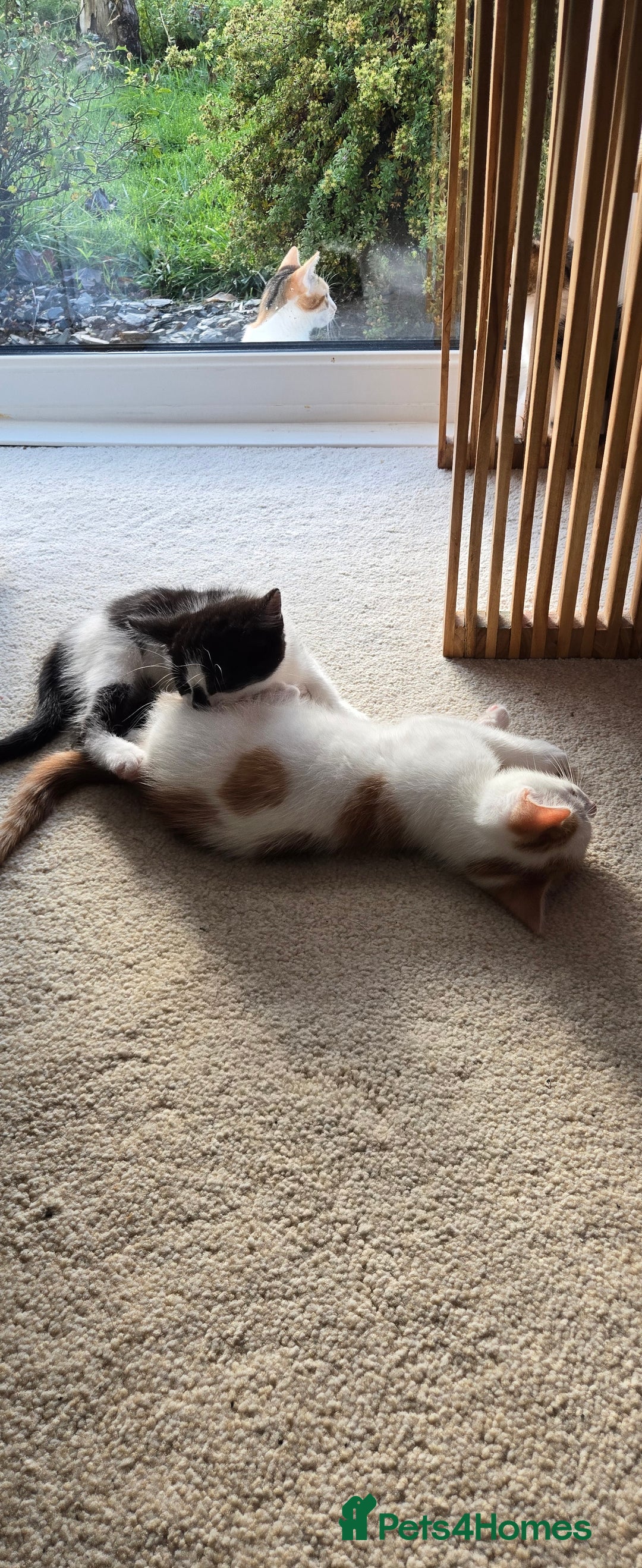 Mixed Breed cats for sale:  Blue eyes Flower pattern mark unique kitten  - Image 18