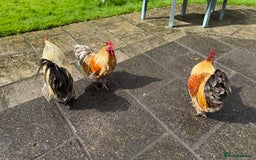 Chickens poultry for sale: 4 VERY HANDSOME HAND REARED SILKY MIX COCKERELS  - Image 29