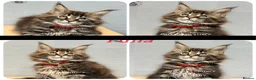 Maine Coon cats for sale: TICA registered Maine coon kittens READY NOW - Advert 6
