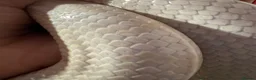 Corn Snake reptiles for sale: Male and female corn snakes  - Advert 7
