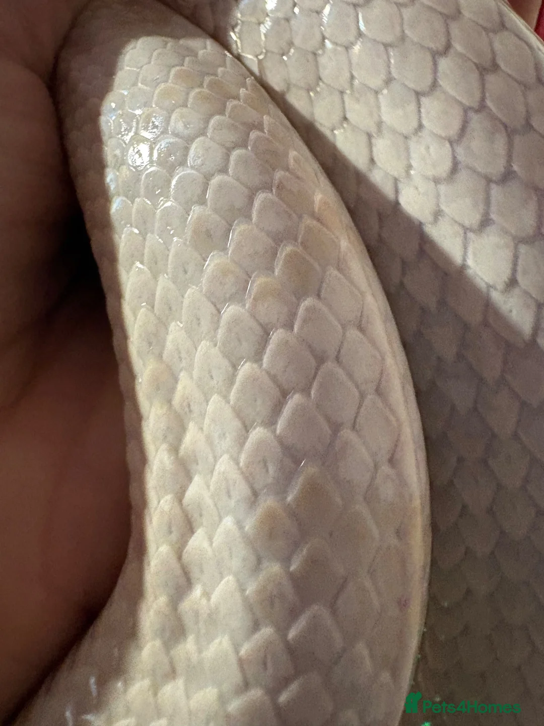 Corn Snake reptiles for sale: Male and female corn snakes  - Advert 7