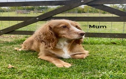 Cocker Spaniel dogs for sale: Red Cocker Spaniel Puppies Ready Now - Image 7