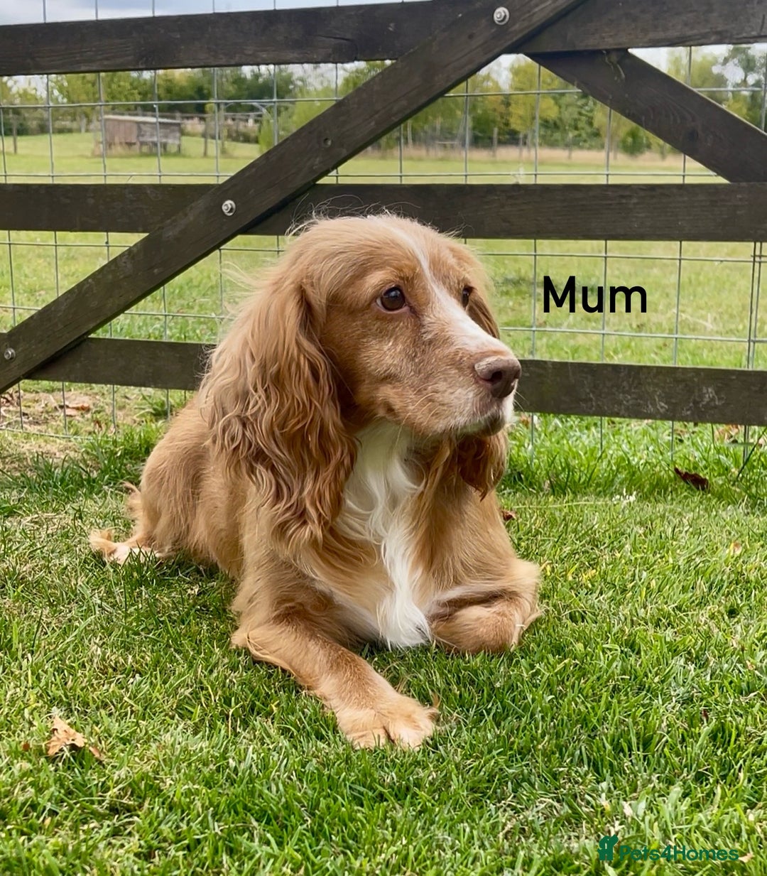 Cocker Spaniel dogs for sale: Red Cocker Spaniel Puppies Ready Now - Image 7