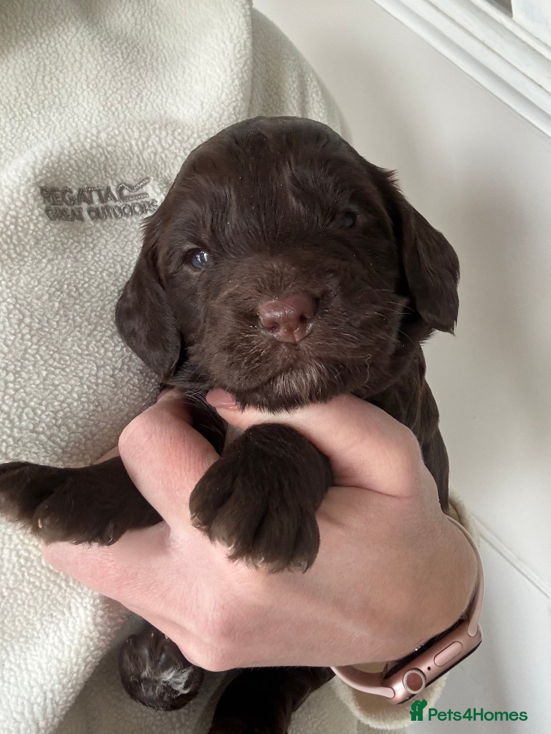 Cockapoo dogs for sale: Stunning F1 Cockapoo Puppies KC Parents  - Advert 8