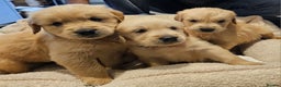Golden Retriever dogs for sale: KC reg pedigree champion Golden Retriever pups - Advert 10