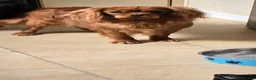 Cavalier King Charles Spaniel dogs for sale: King Charles cavalier  - Advert 2