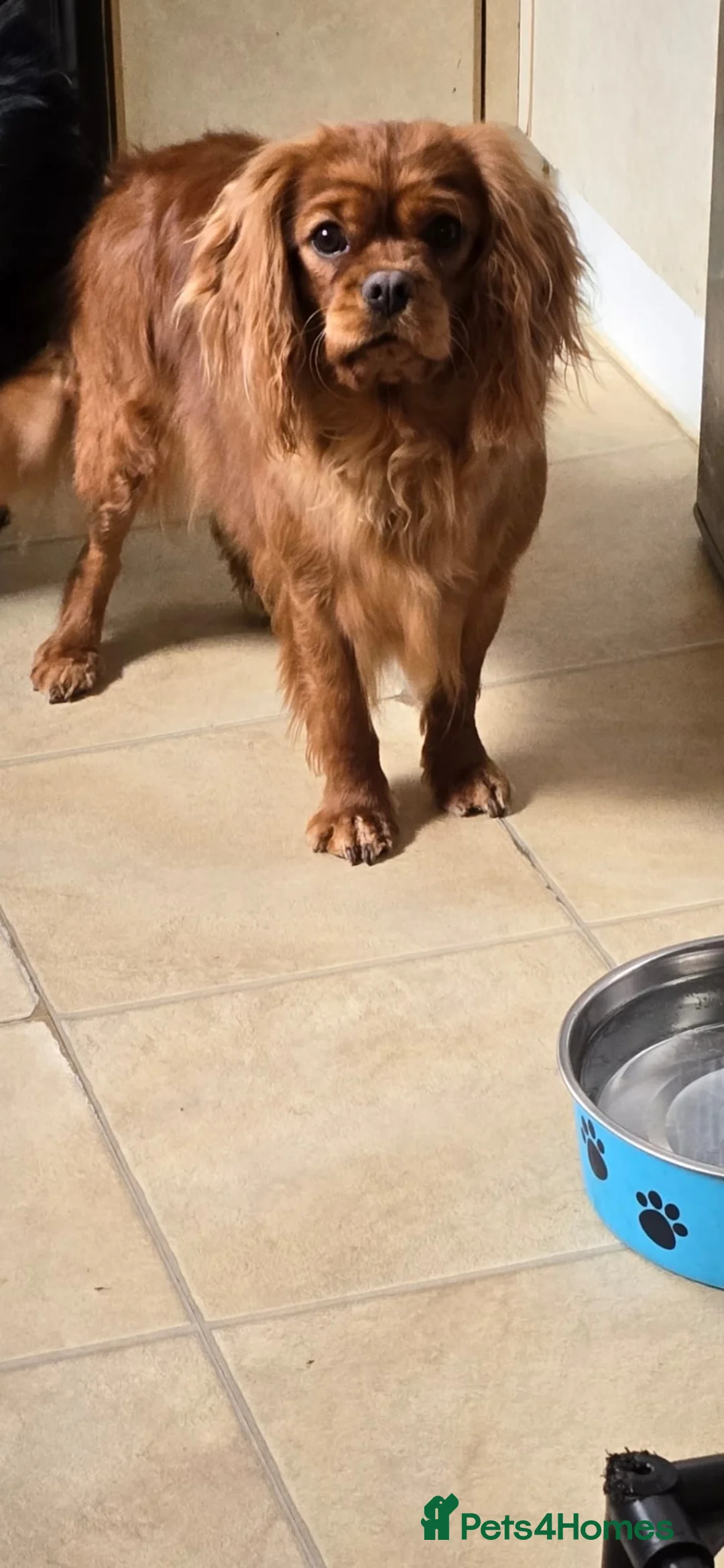 Cavalier King Charles Spaniel dogs for sale: King Charles cavalier  - Advert 2