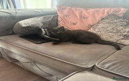 Maine Coon cats for sale: 1 Black Female Main Coon Cross Kitten  - Image 2