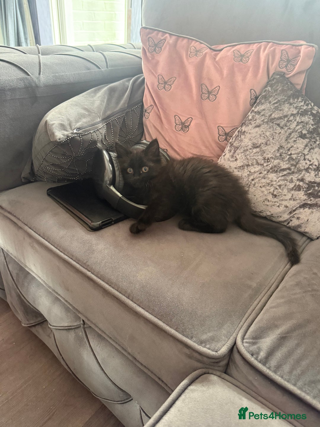 Maine Coon cats for sale: 1 Black Female Main Coon Cross Kitten  - Image 2