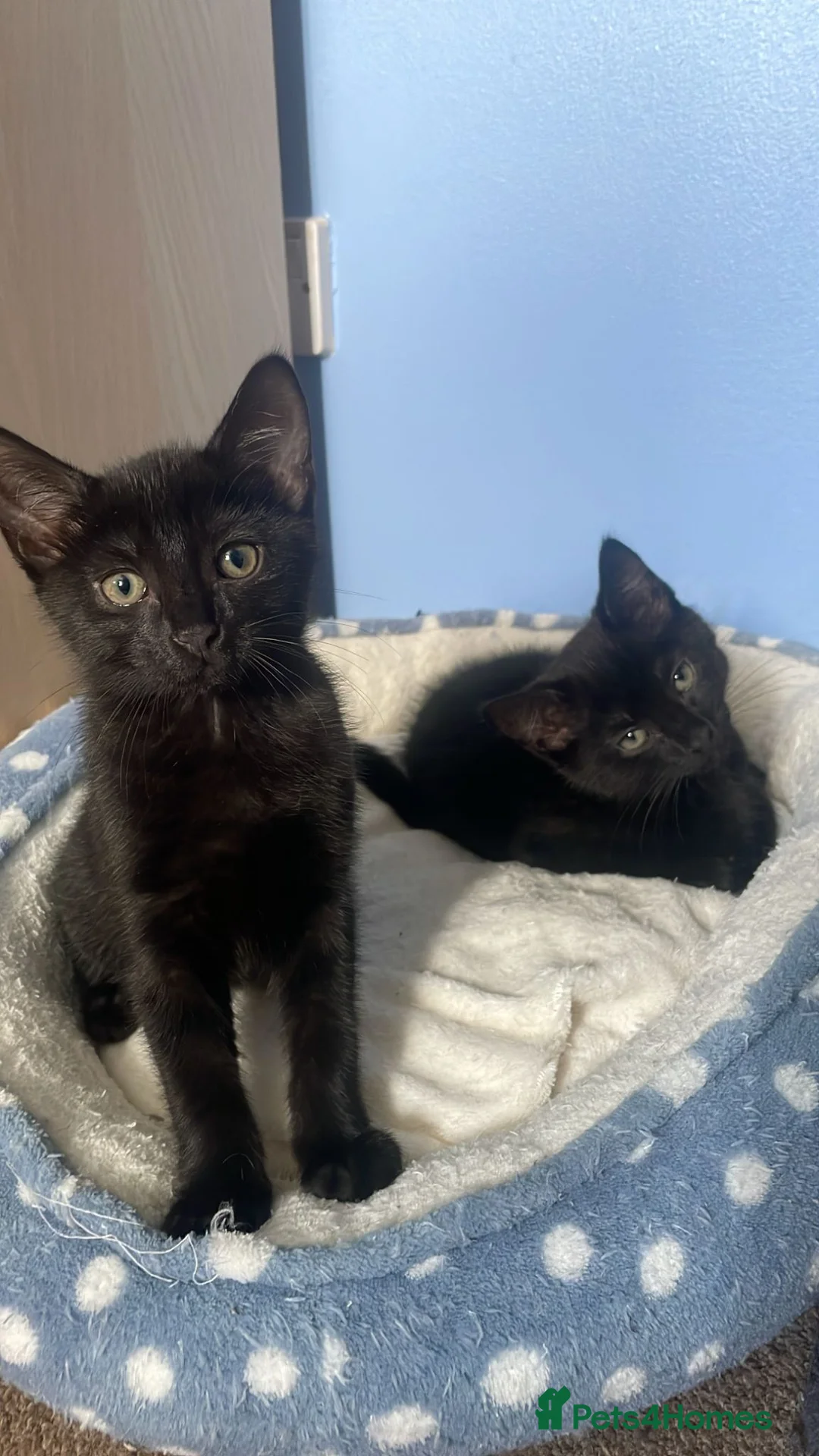 British Shorthair cats for sale: 2 female black cats  - Advert 2