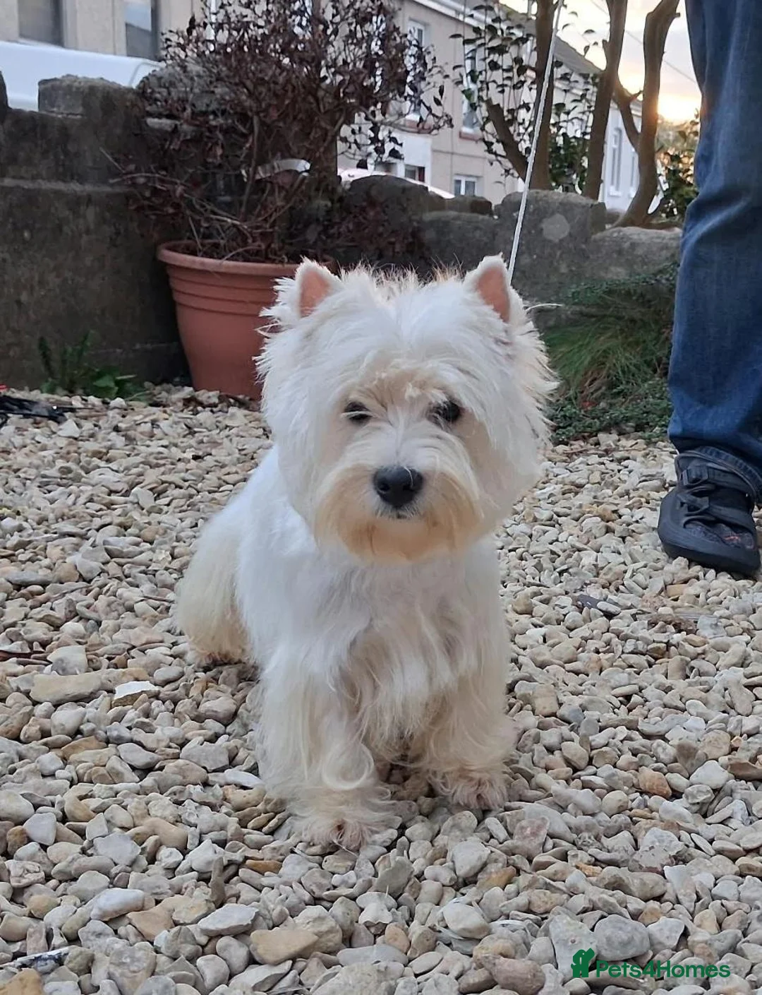 West Highland Terrier dogs for sale: KC 20 month old girl - Advert 1
