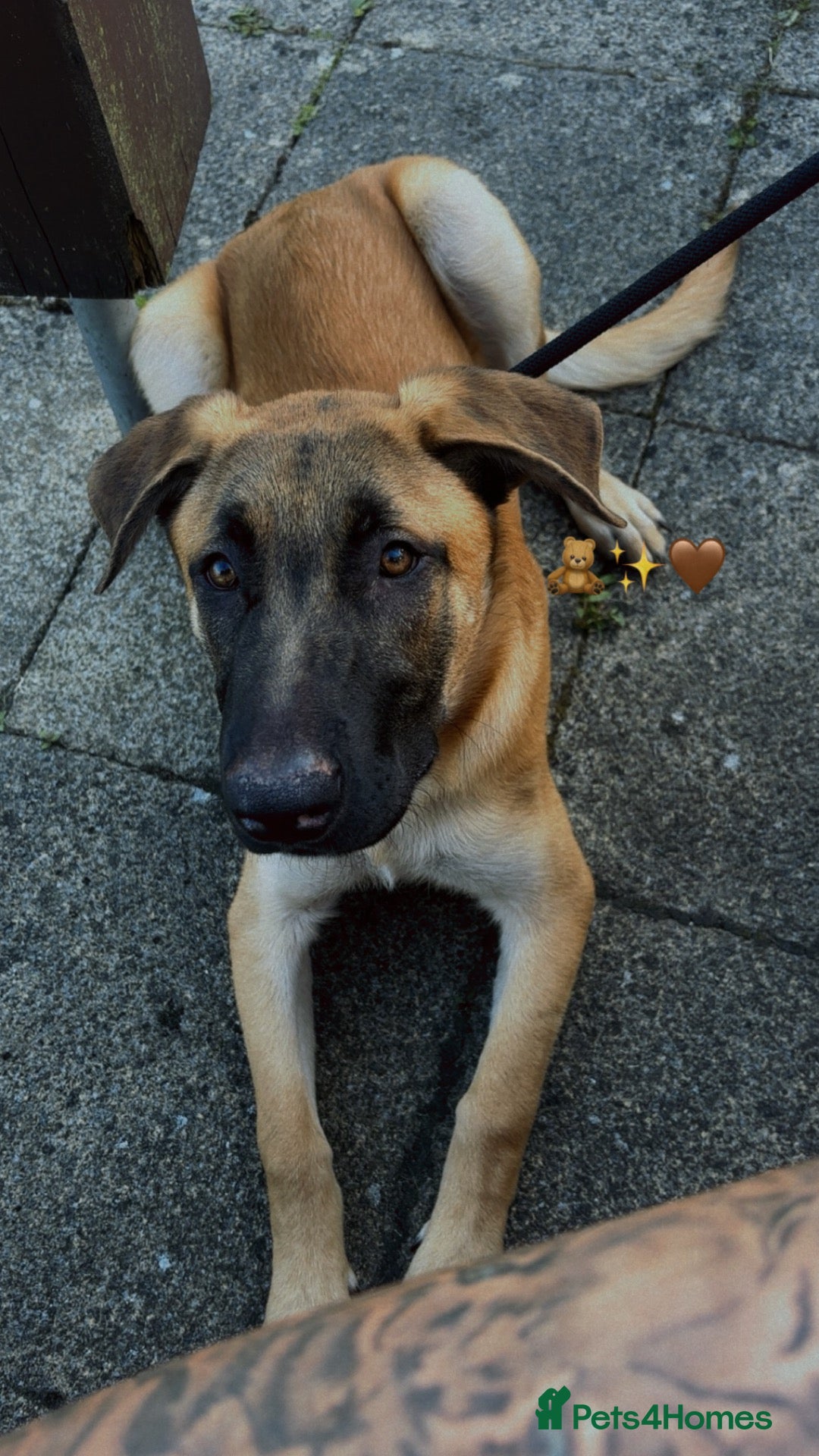 Belgian Shepherd Dog dogs Belgian mal - Advert 2